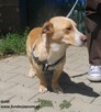 Goldi, mały piesek do adopcji - 4