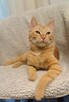 Simba - szuka domu - 2