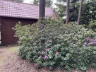 Działka budowlana Sokolniki-Las gm. Ozorków, Strzelecka - 4