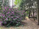 Działka budowlana Sokolniki-Las gm. Ozorków, Strzelecka - 8