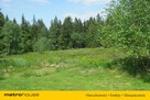 80- letni las. Rogoźniczka - 2