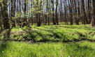 80- letni las. Rogoźniczka - 3