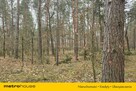 80- letni las. Rogoźniczka - 4