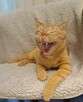 Simba - szuka domu - 4