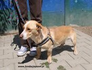 Goldi, mały piesek do adopcji - 5