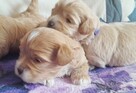 Maltipoo F1-sunie biszkoptowe, badania genetyczne od 2 sierpn - 5
