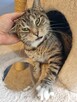 Rufus - koci przyjaciel - 4
