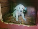 Api do adopcji - 4