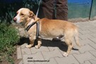 Goldi, mały piesek do adopcji - 7