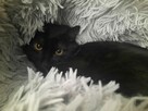 Paproszka delikatna koteńka szuka domu - 4