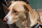 Goldi, mały piesek do adopcji - 6