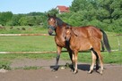 Źrebak, źrebica, odsadek, klaczka, rasowa - 1