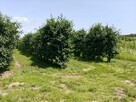 Syndyk sprzeda - nieruchomości gruntowe w Śmiechowicach - 3