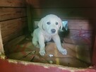 Api do adopcji - 1
