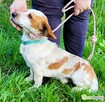 BINGO - piękny, wrażliwy mix basseta z beaglem szuka domu - 2