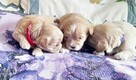 Maltipoo F1-sunie biszkoptowe, badania genetyczne od 2 sierpn - 4