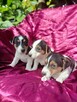 Jack Russell terrier tricolor gładki piękny exterrier rodzic - 1