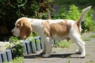 Szczeniaczek Beagle piesek po Championie Polski ZKwP - 4