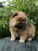 Wzorcowe Chow Chow piękny extrrier rodzice FCI - 3