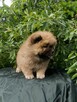 Wzorcowe Chow Chow piękny extrrier rodzice FCI - 4