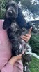 Cocker spaniel angielski - 9