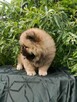 Wzorcowe Chow Chow piękny extrrier rodzice FCI - 5