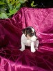Jack Russell terrier tricolor gładki piękny exterrier rodzic - 11