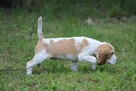 Szczeniaczek Beagle piesek po Championie Polski ZKwP - 3
