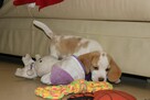 Szczeniaczek Beagle piesek po Championie Polski ZKwP - 2