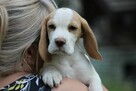 Szczeniaczek Beagle piesek po Championie Polski ZKwP - 6