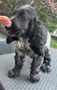 Cocker spaniel angielski - 6