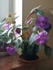 Achimenes -sadzonki - 11