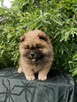 Wzorcowe Chow Chow piękny extrrier rodzice FCI - 2
