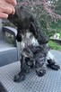 Cocker spaniel angielski - 8