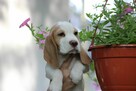 Szczeniaczek Beagle piesek po Championie Polski ZKwP - 7