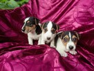 Jack Russell terrier tricolor gładki piękny exterrier rodzic - 4