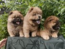 Wzorcowe Chow Chow piękny extrrier rodzice FCI - 1