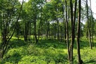 Działka Budowlana 2324 m2 Bieganów gm. Jaktorów - 5