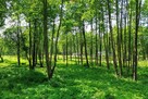 Działka Budowlana 2324 m2 Bieganów gm. Jaktorów - 6