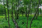Działka Budowlana 2324 m2 Bieganów gm. Jaktorów - 7
