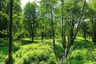 Działka Budowlana 2324 m2 Bieganów gm. Jaktorów - 10