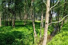 Działka Budowlana 2324 m2 Bieganów gm. Jaktorów - 12