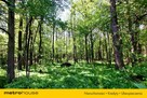 Działka jednorodzinna 1065 m2 tuż przy lesie. - 8
