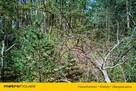 Działka budowlana w miejscowości Sokolniki-Las - 11