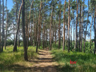 Działka inwestycyjna Czerwonak, Zacisze - 6