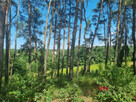Działka inwestycyjna Czerwonak, Zacisze - 6