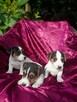 Jack Russell terrier tricolor gładki piękny exterrier rodzic - 2