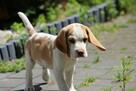 Szczeniaczek Beagle piesek po Championie Polski ZKwP - 5