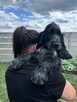 Cocker spaniel angielski - 1