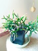 Cylindropuntia subulata- sukulent ten i inne... - 16